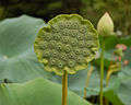'Mrs. Perry D. Slocum' Seed head