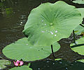 'Mrs. Perry D. Slocum' Water droplets on a leaf