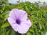 ✬3.A Ipomoea cairica flower in full bloom, also know as the Gairo Morning Glory flowering in Hong Kong, China. Photographed by Earth100 on January 26, 2013.