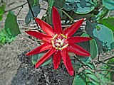 ✬5.Passiflora coccinea flower in full bloom in Hong Kong, China. Photographed by Earth100 on April 20, 2013 at around 11:00am(HKT).