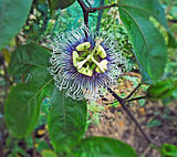 ✬4.Earth100 captured this sharp, high resolution shot of a Passion Fruit flower on the vine on April 20, 2013. The species shown in the photo is passiflora edulis, but could be passiflora edulis var. flavicarpa, the yellow skinned Passion fruit.