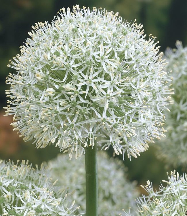Allium white giant, photo by tulip store