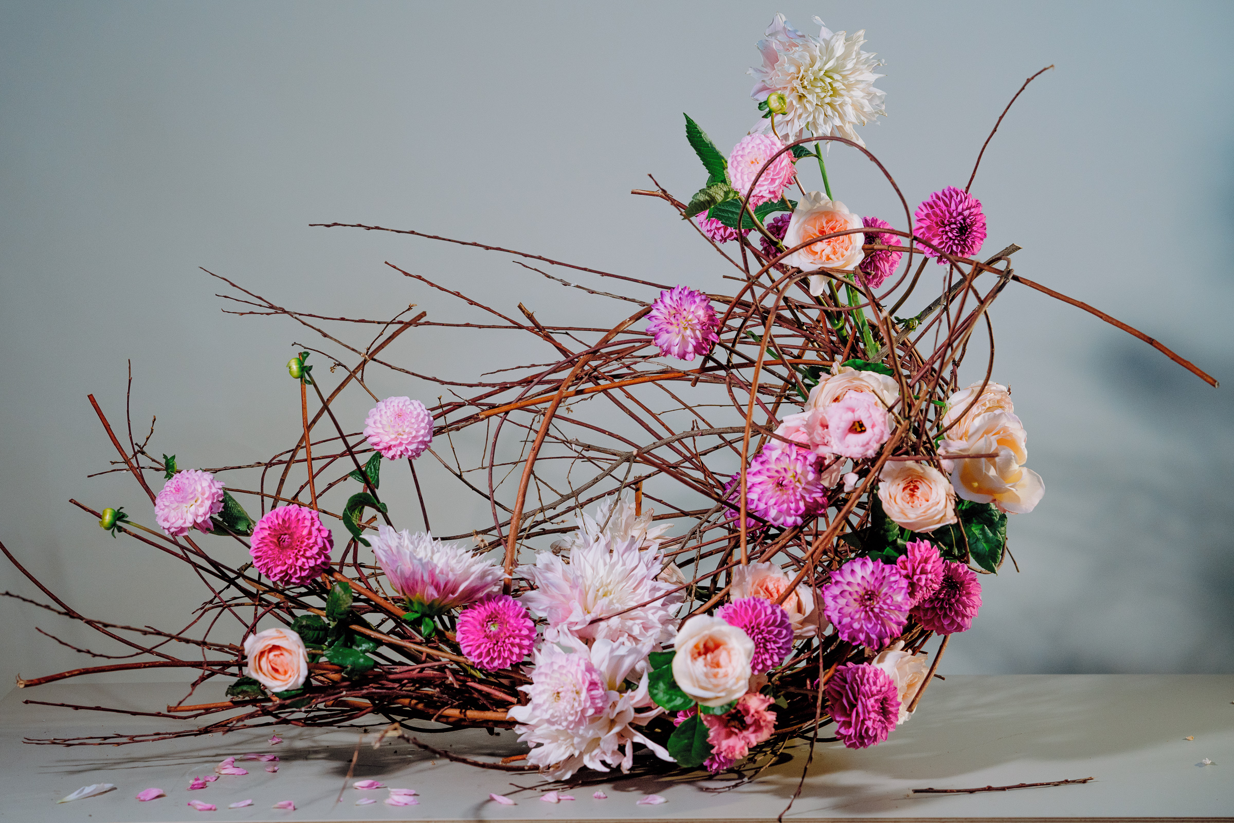 Alocasia arrangement 2