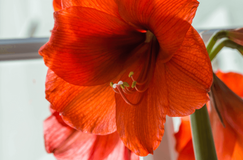 Red amaryllis flowers