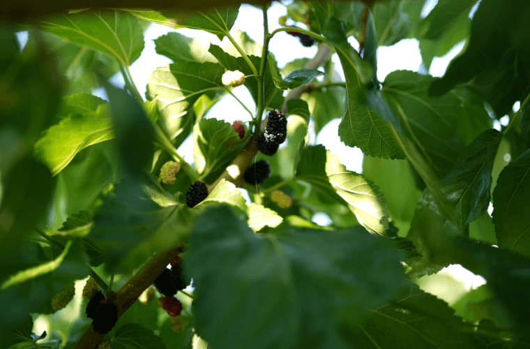 Black mulberry tree leaves and fruits