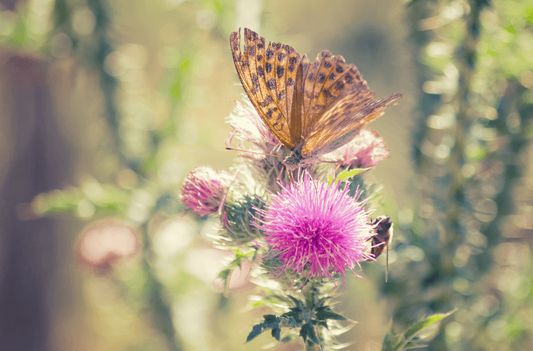 A brown butterfly on a thistle