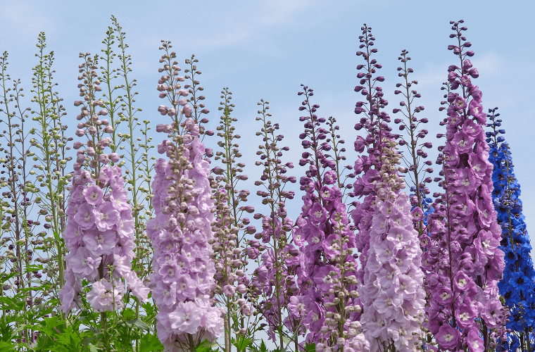 Purple and pink delphiniums