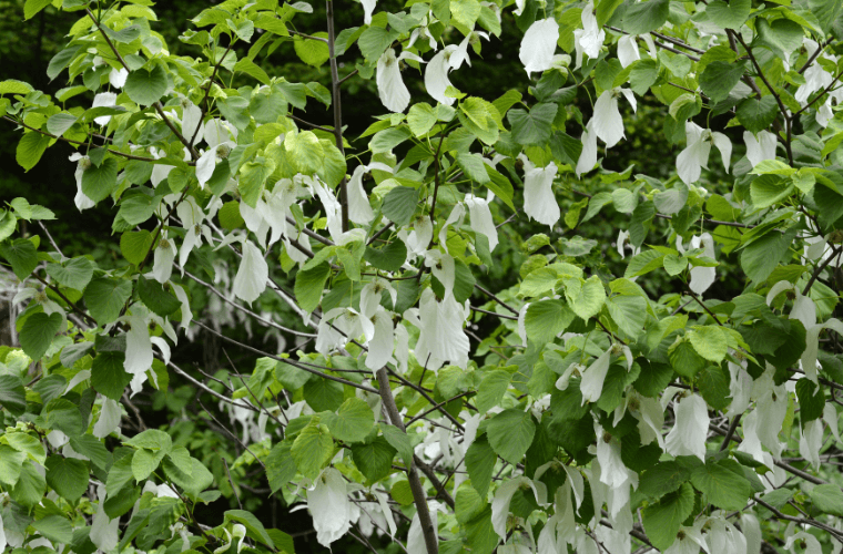 Branches of the handkerchief tree with green leaves and white flowers