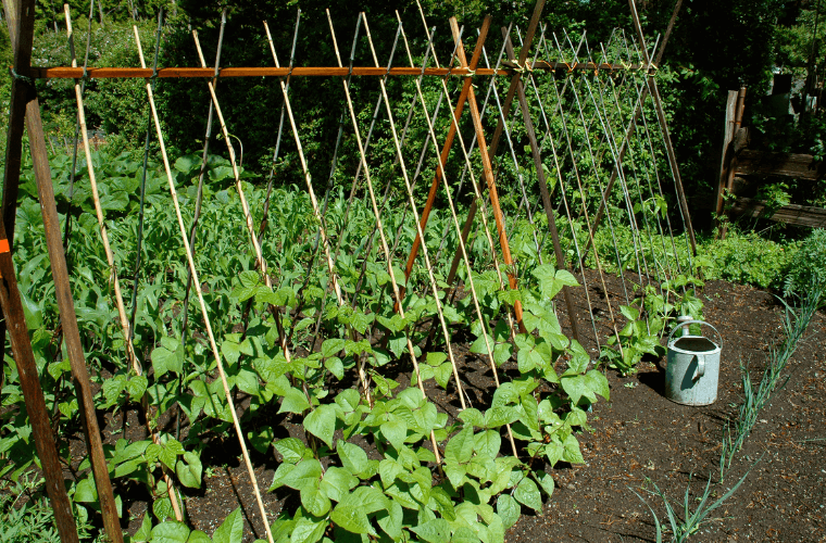 A trellis with climbing vegetables growing up it