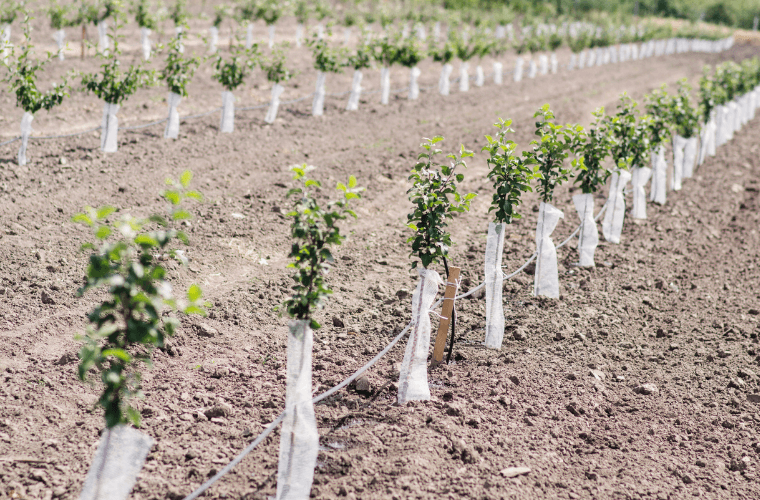 Saplings lined up in rows