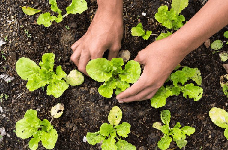 Someone planting lettuce in a vegetable garden