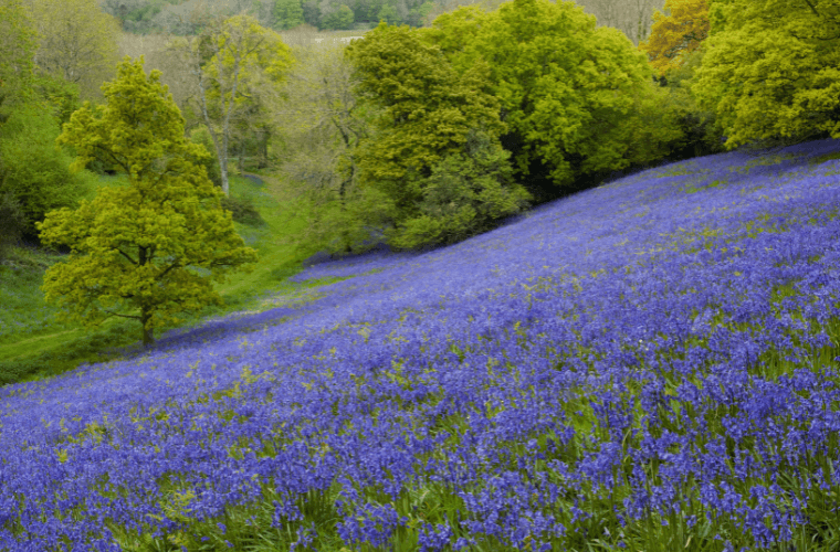 Bluebells in a wildflower meadow