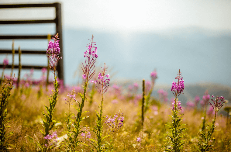 Pink flowers in a wild meadow