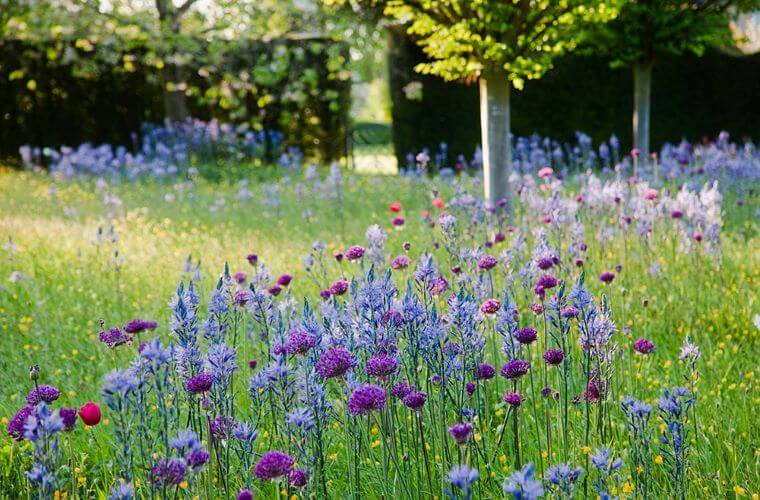The wildflower garden at highgrove house
