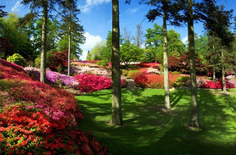 Lawn, plant borders, and trees in windsor great park