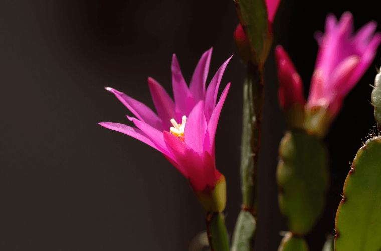 The easter cactus, a popular easter flower