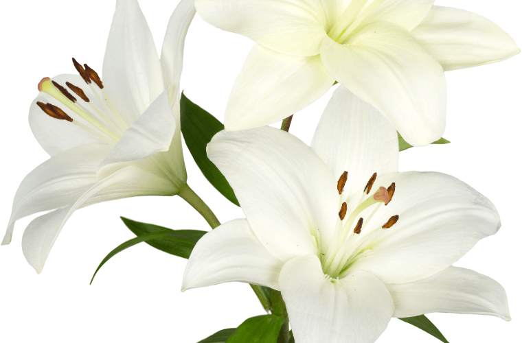 The easter lily is a popular easter flower