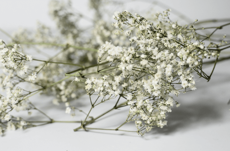 Gypsophila, a popular easter flower
