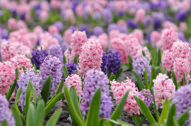 The hyacinth, a popular easter flower