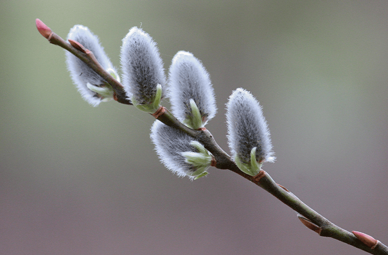 The pussy willow, an unusual addition to an easter bouquet