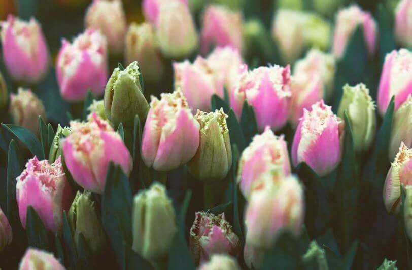 10 Symbolic Choices & Their Meanings (2024)