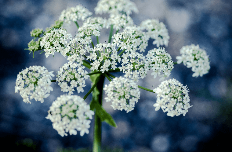 Cow parsley