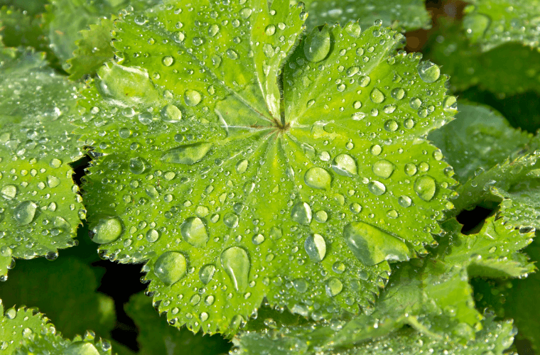 A leaf of alchemilla mollis with drops of water on it