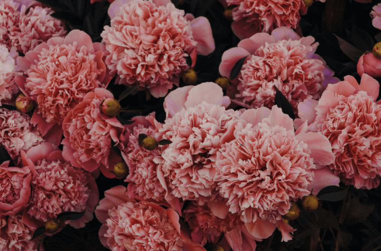 A group of pink carnations