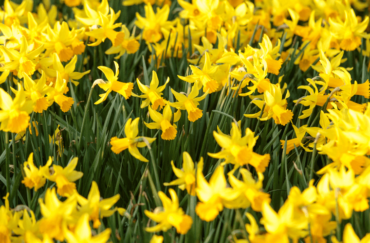 A host of jonquilla daffodils