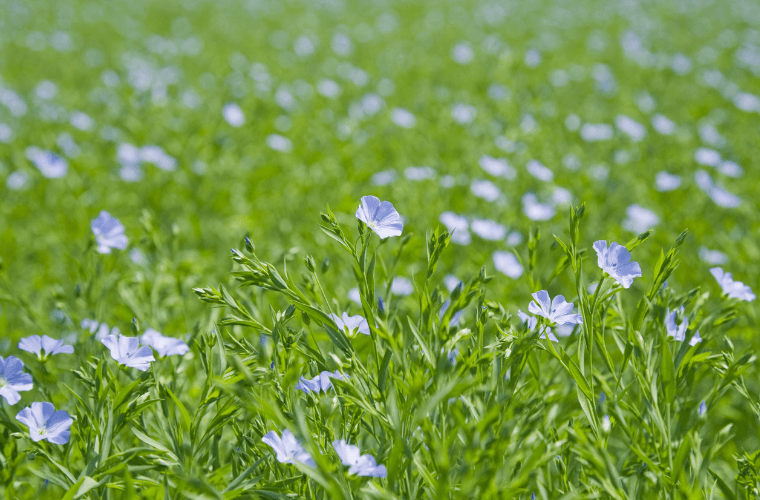 Flax plants in a field