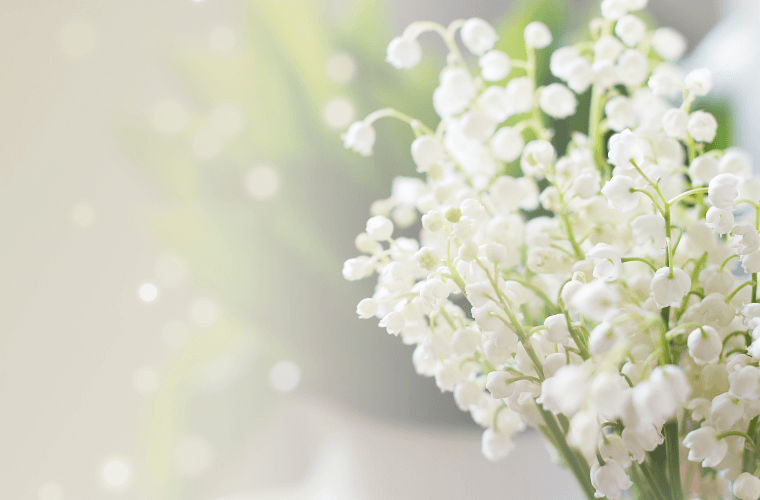 Delicate white lily of the valley blooms