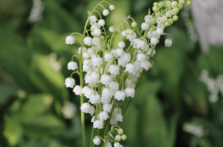 A sprig of lily of the valley with green foliage as a backdrop