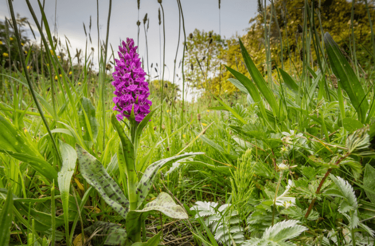 A northern marsh orchid in a field