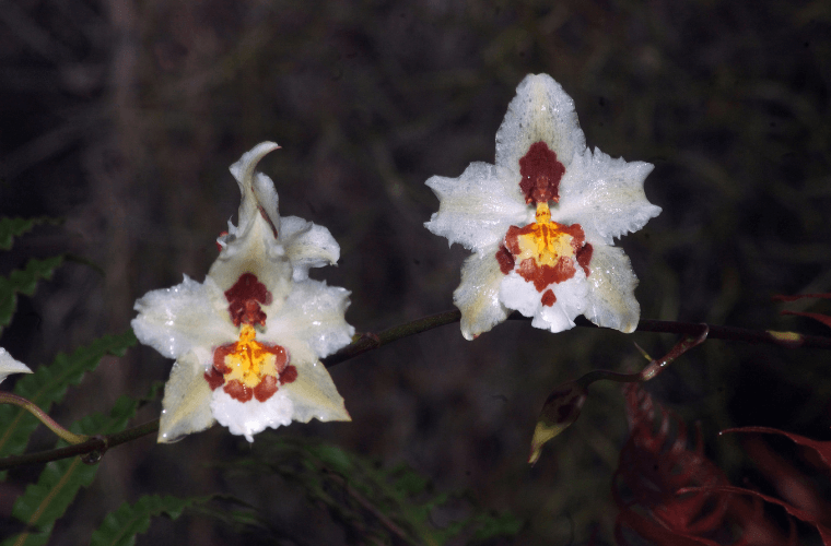 Two white, red, and gold odontoglossum orchids