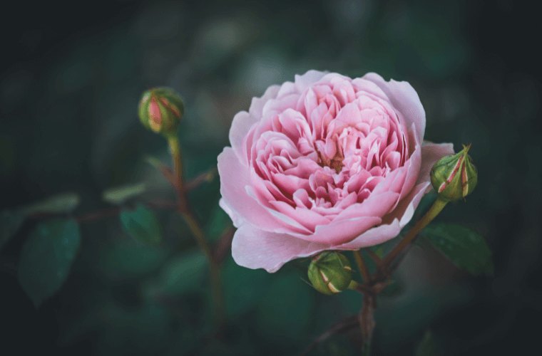 A pink rose with one full bloom and three buds