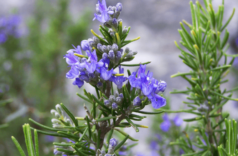 A sprig of rosemary with blue flowers