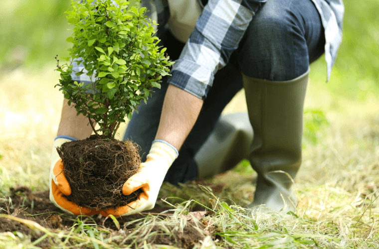 A person planting a tree