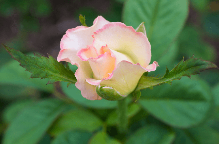 Diana princess of wales rose