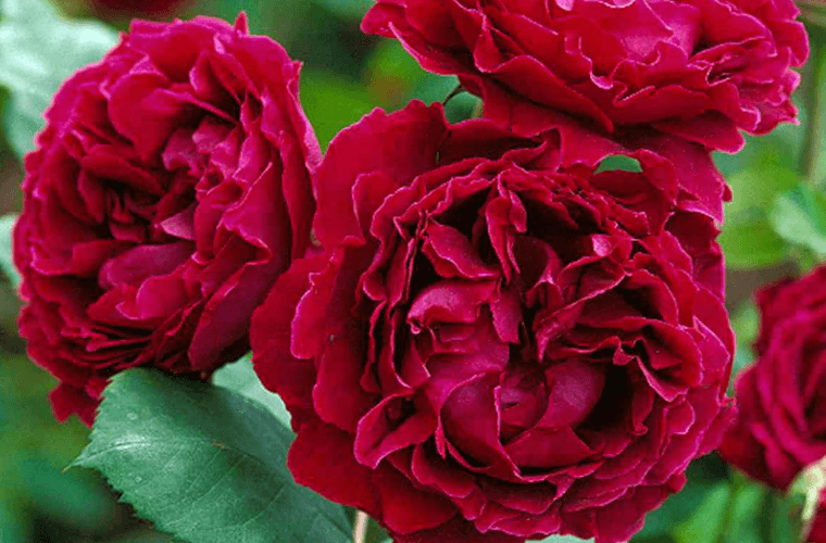 Duke of edinburgh rose