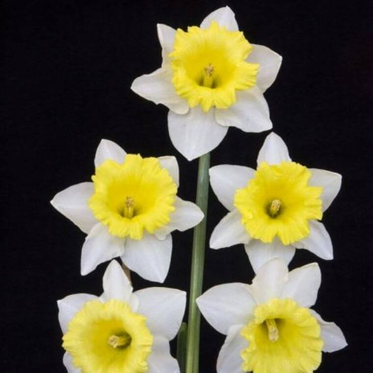 Georgie boy daffodil