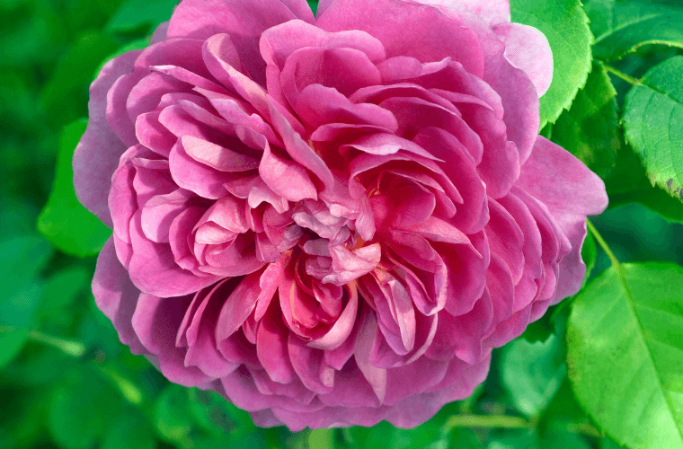 Princess anne rose