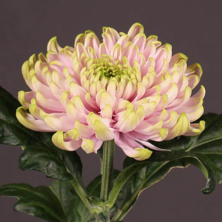 Princess charlotte chrysanthemum