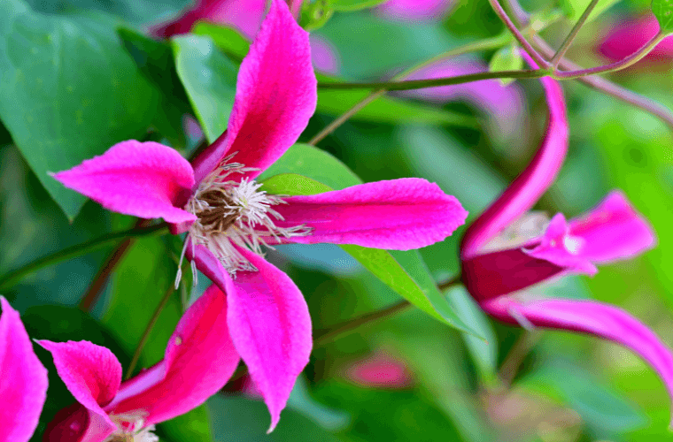 Princess diana clematis
