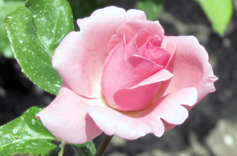 Queen elizabeth rose