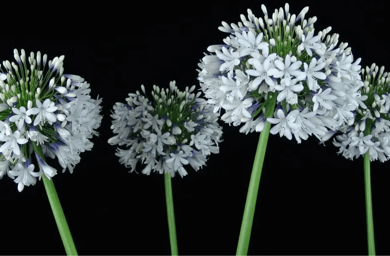 Queen mum agapanthus