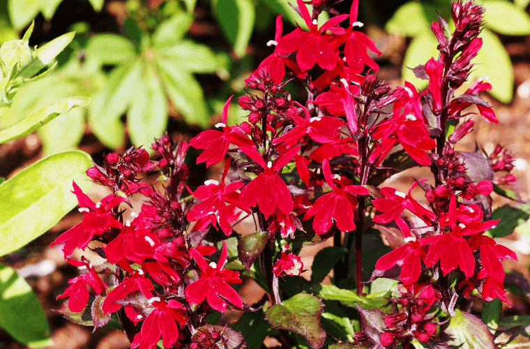 Queen victoria lobelia