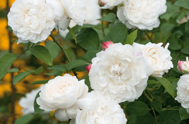 William and catherine rose