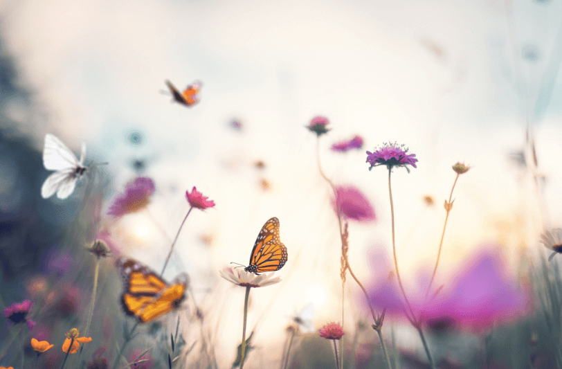 White and orange butterflies on flowers