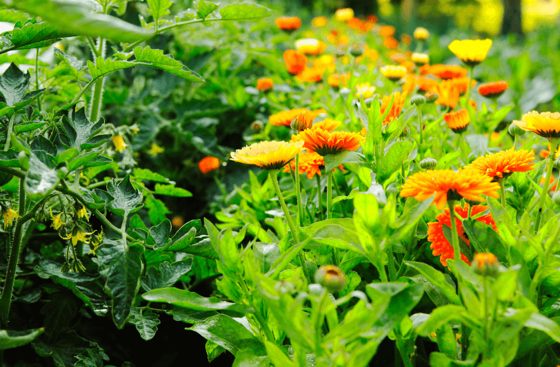 Organic calendular and tomato plants