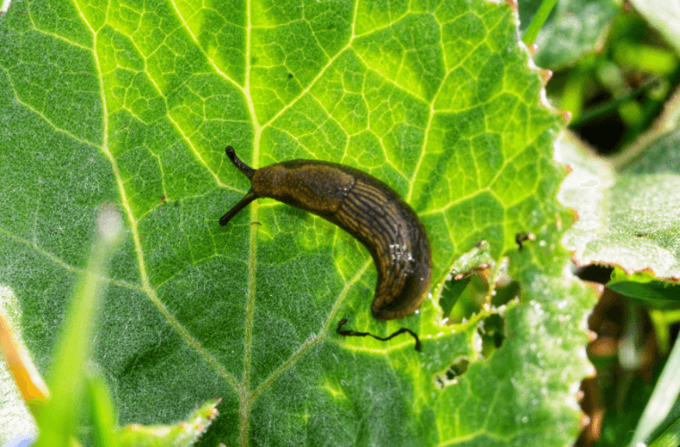 A slug on the leaf of a plant